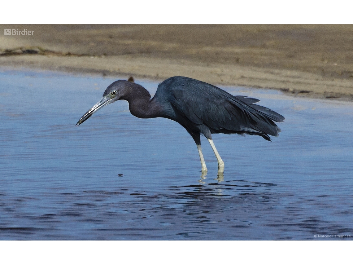 Egretta caerulea