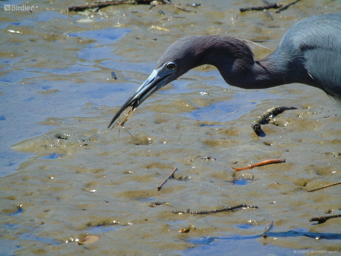 Egretta caerulea