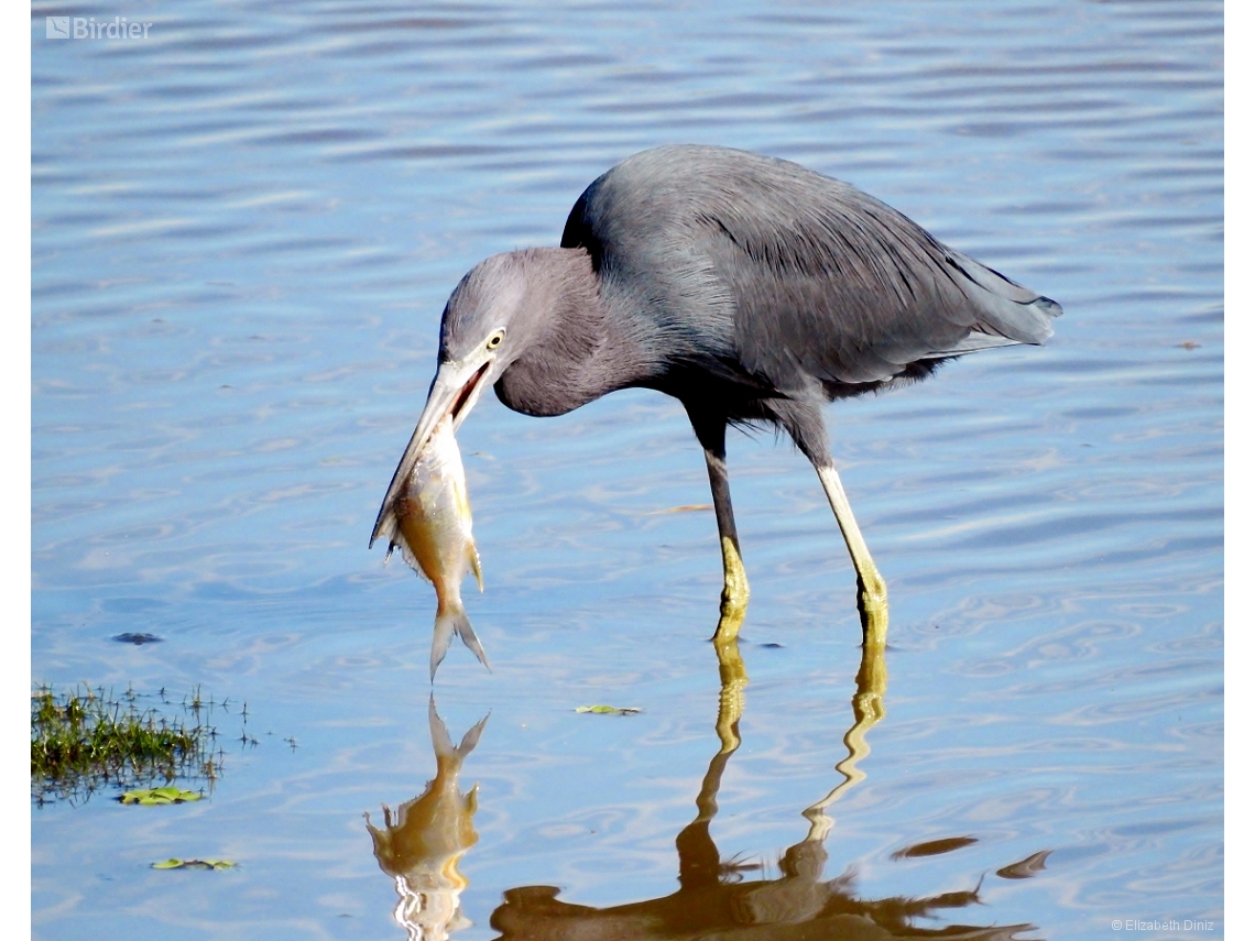Egretta caerulea
