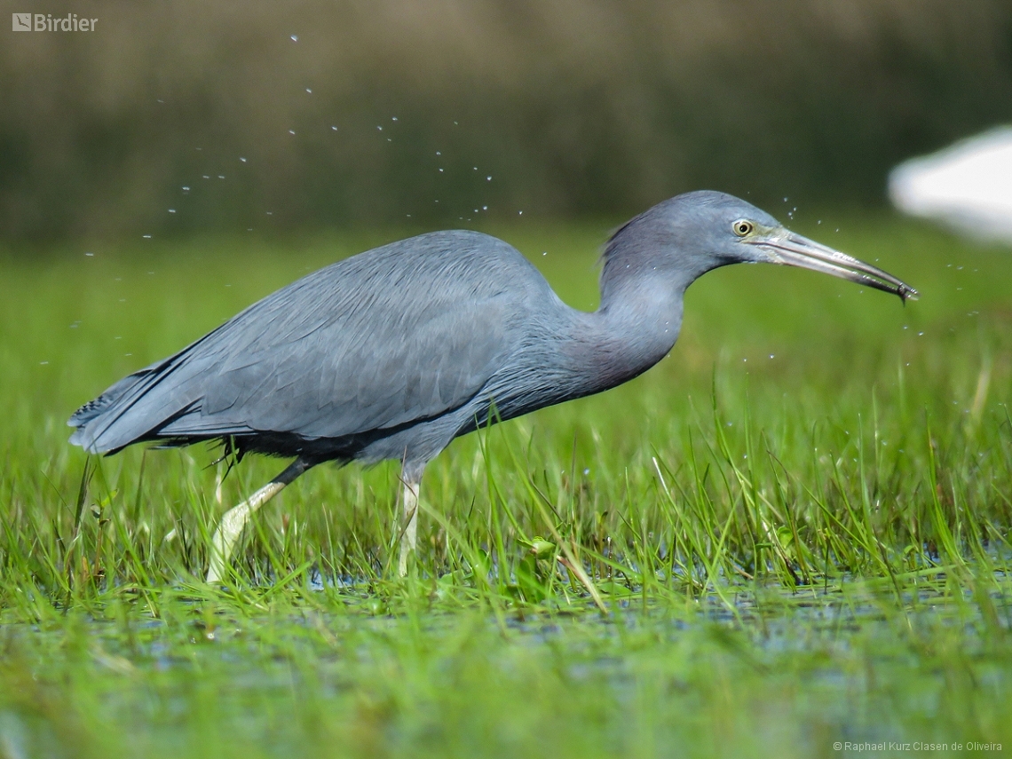 Egretta caerulea
