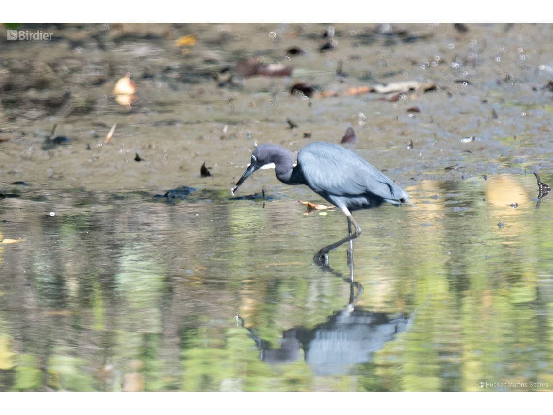 Egretta caerulea