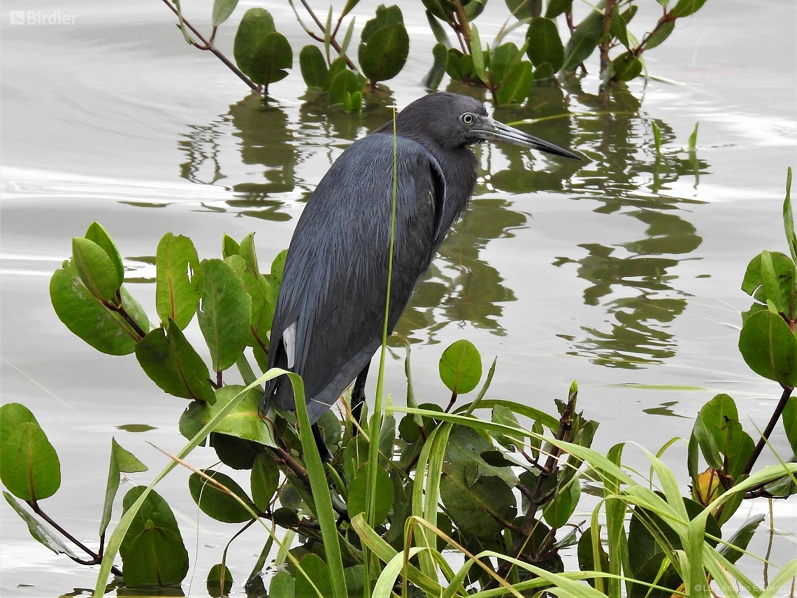 Egretta caerulea