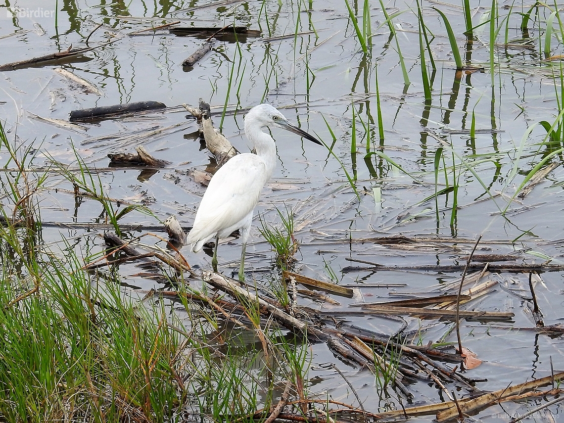 Egretta caerulea