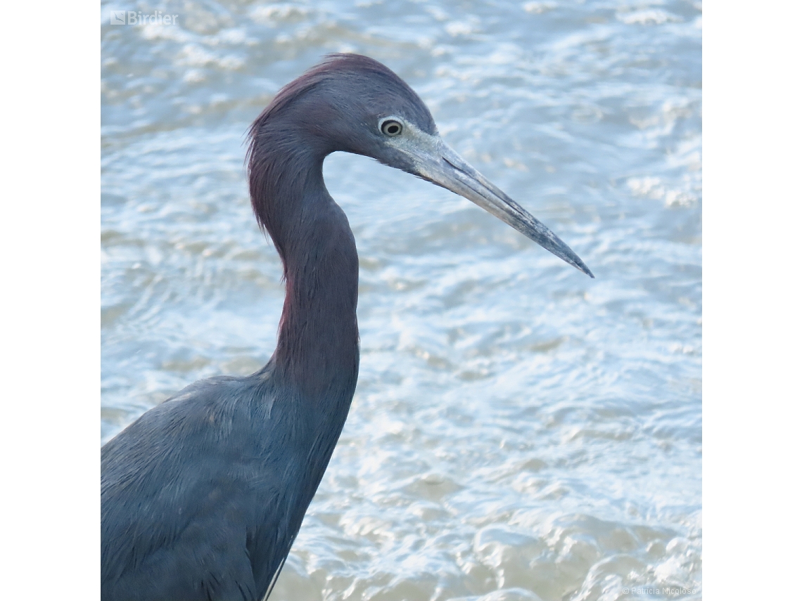 Egretta caerulea