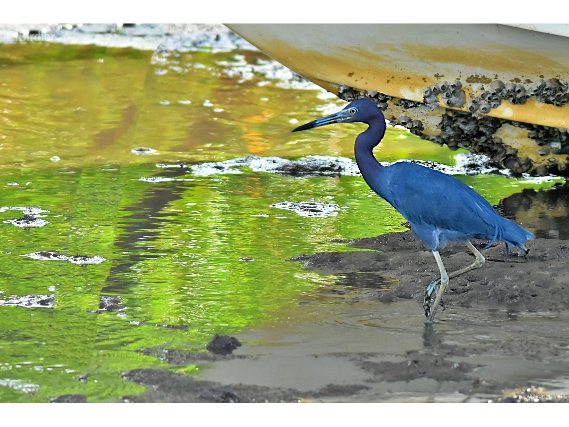 Egretta caerulea