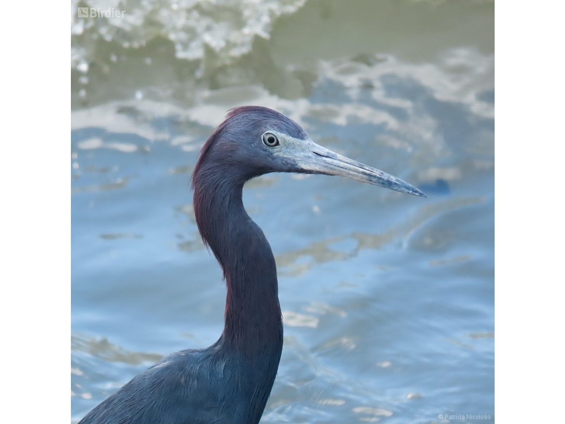 Egretta caerulea