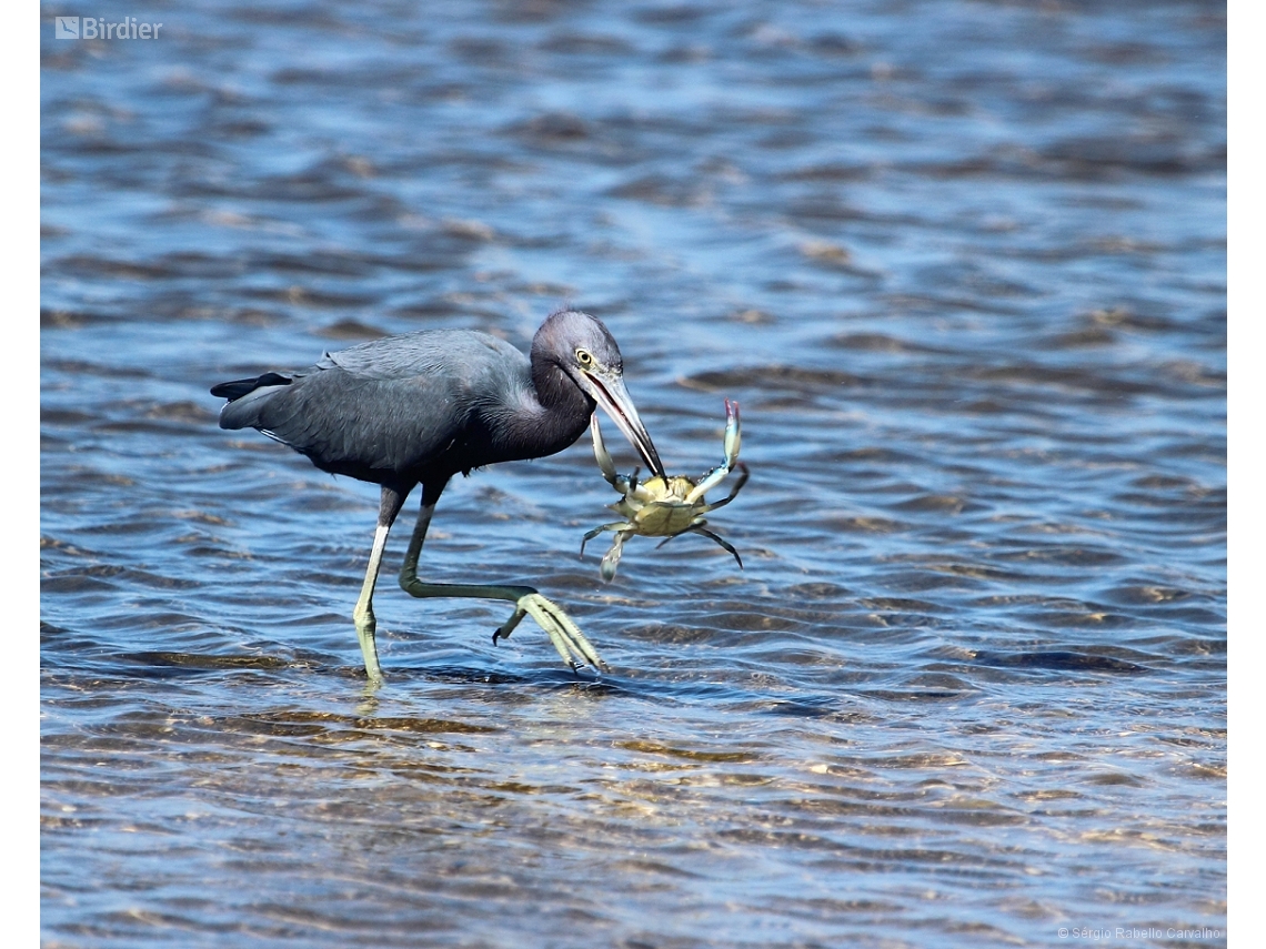 Egretta caerulea