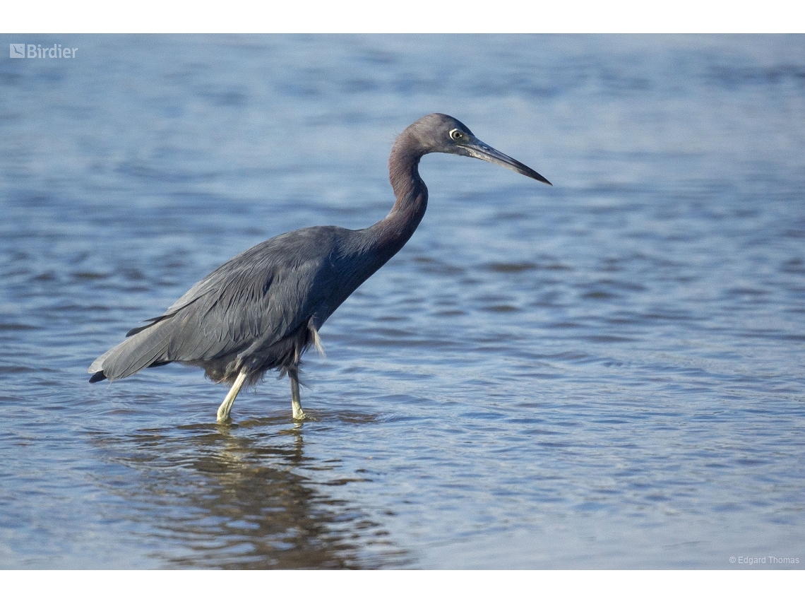 Egretta caerulea