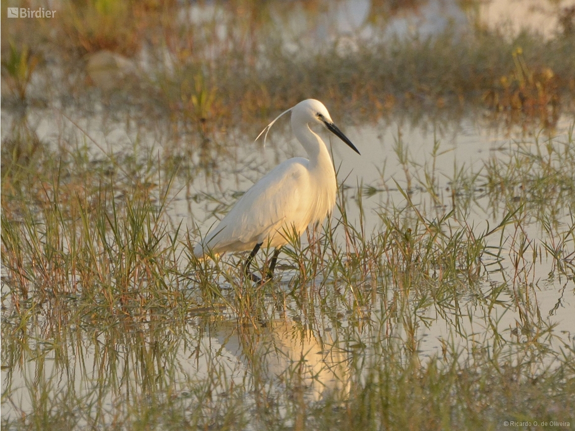 Egretta garzetta