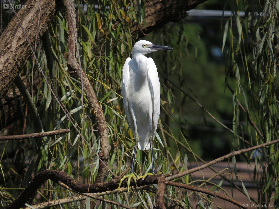 Egretta garzetta