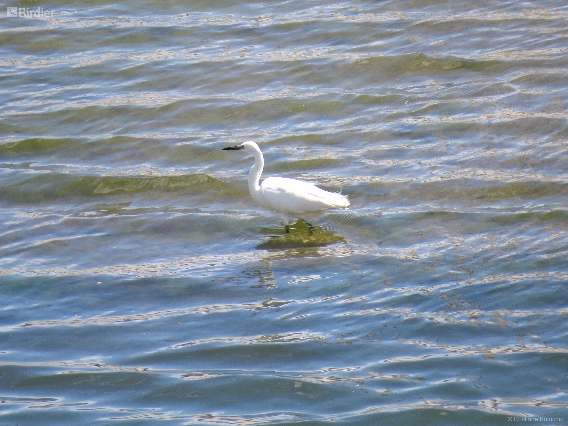 Egretta garzetta