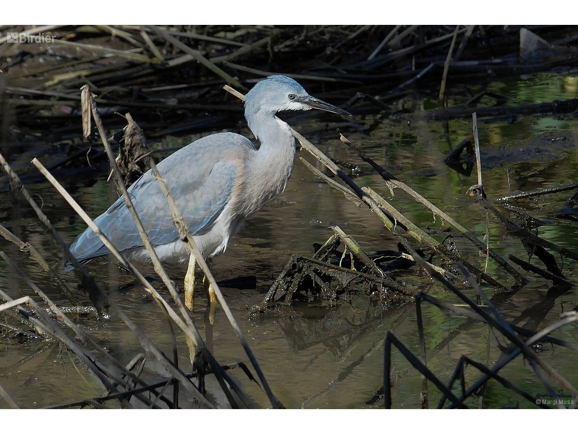 Egretta novaehollandiae
