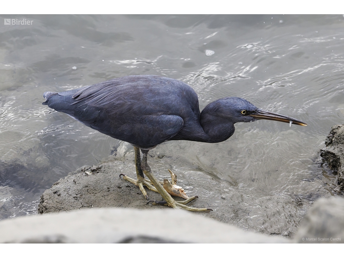 Egretta sacra
