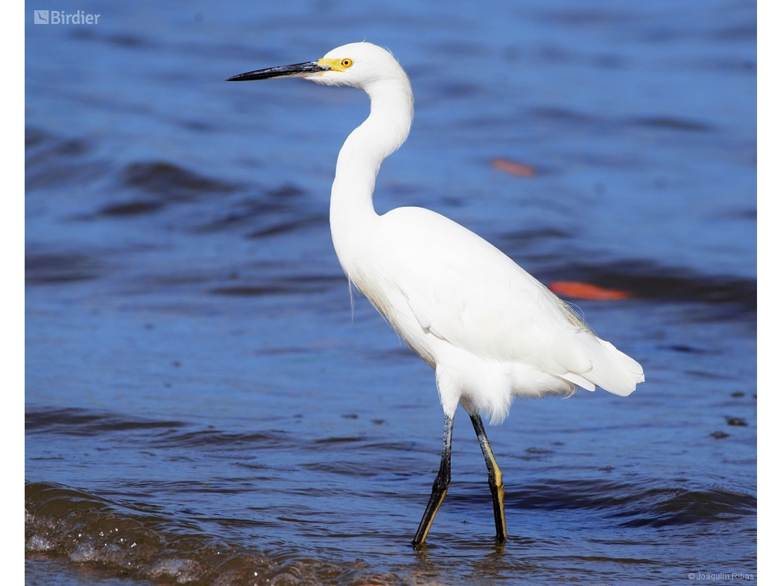 Egretta thula