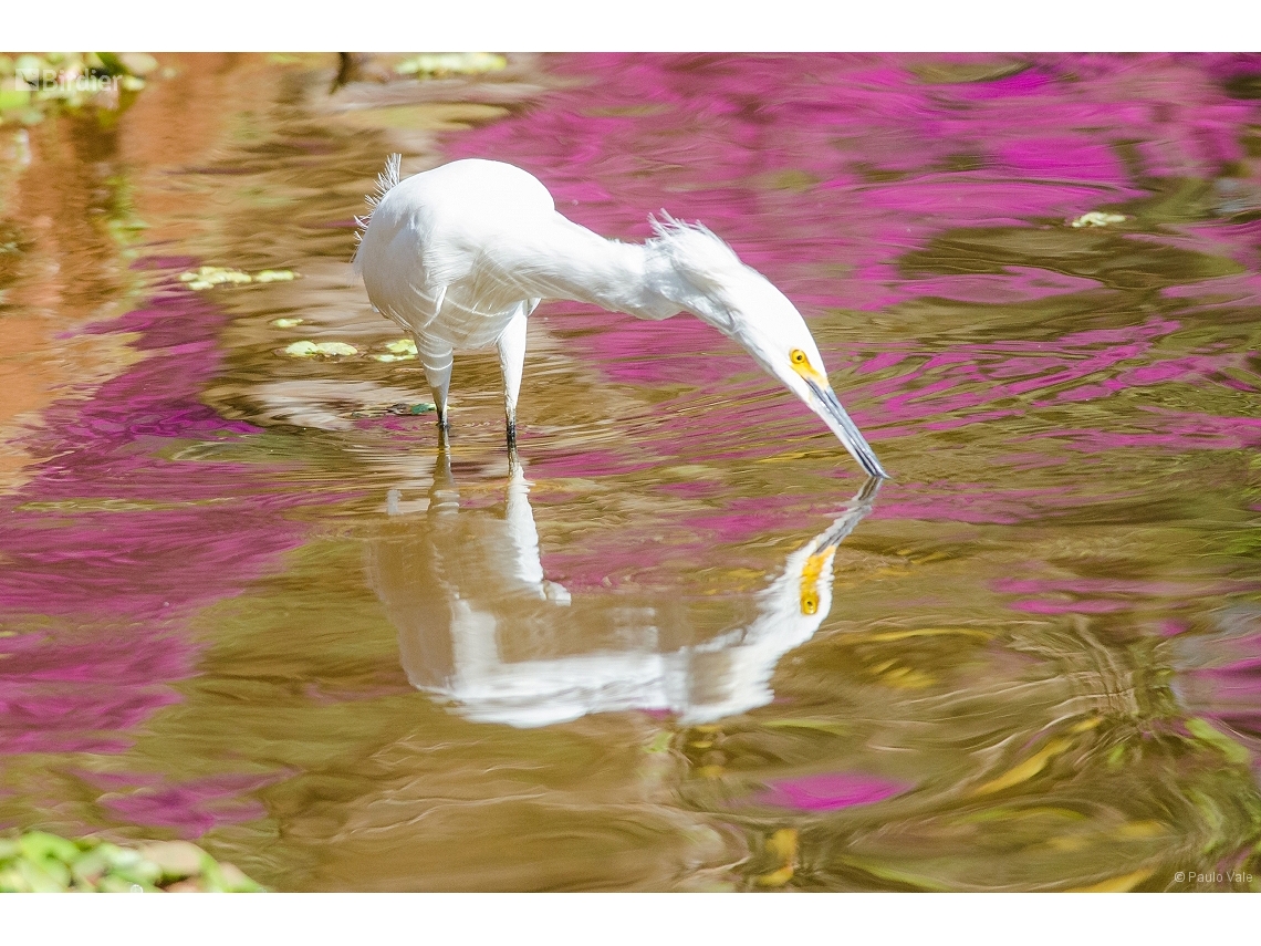 Egretta thula