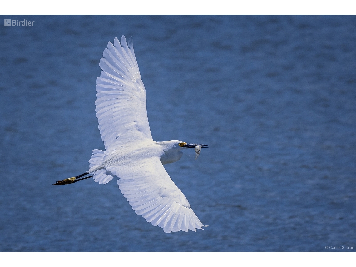 Egretta thula