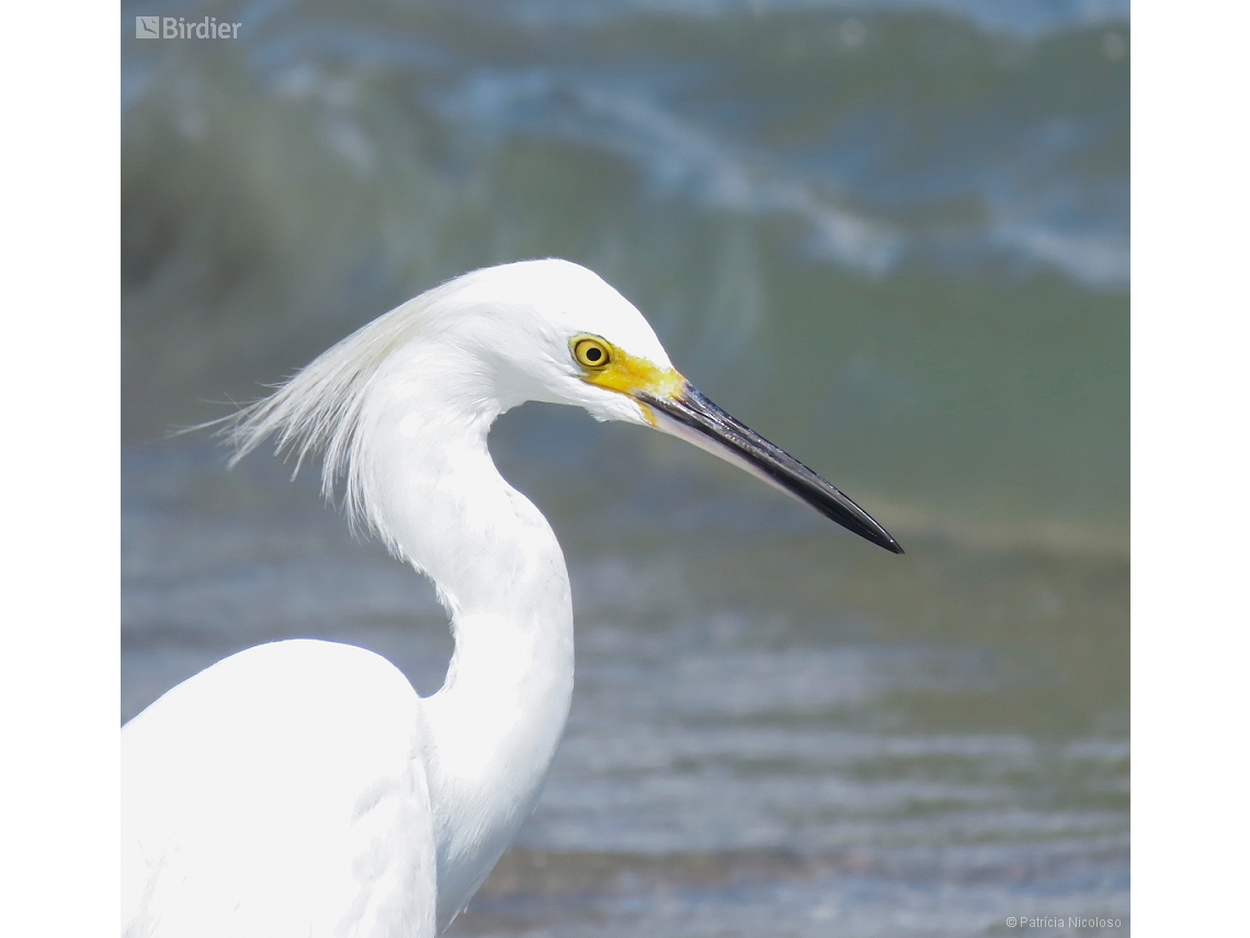Egretta thula