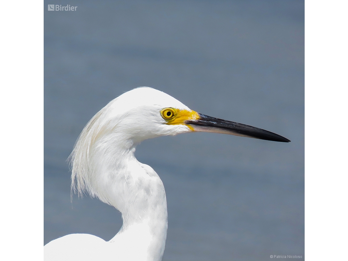 Egretta thula