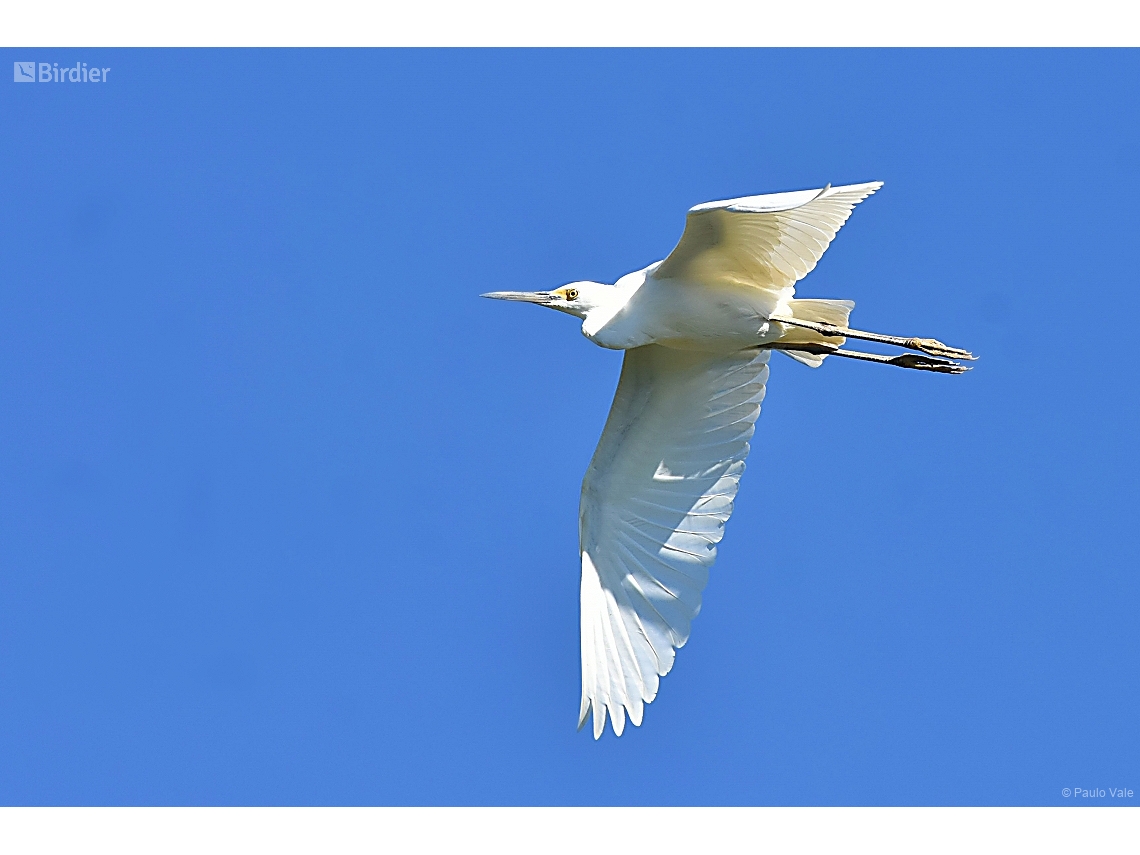 Egretta thula