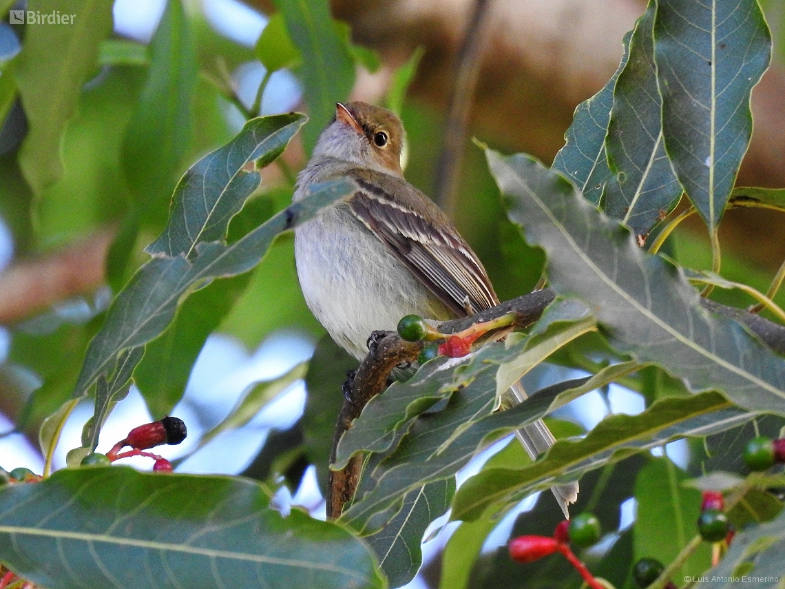 Elaenia chiriquensis
