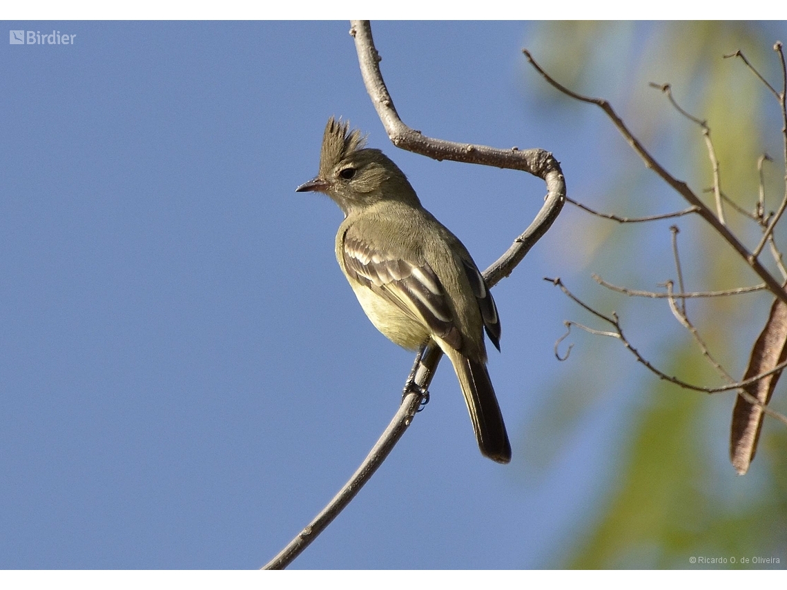 Elaenia cristata