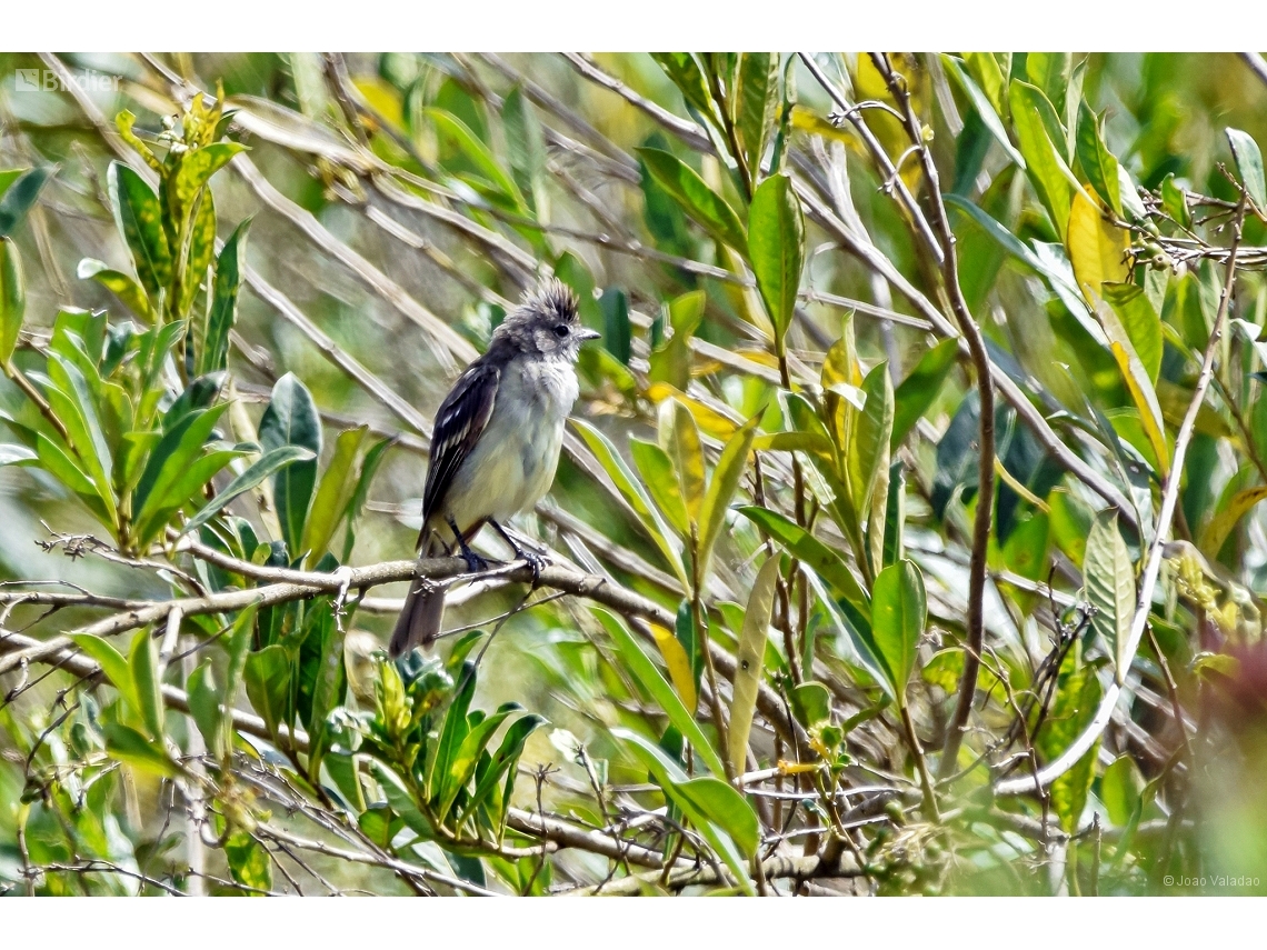 Elaenia flavogaster