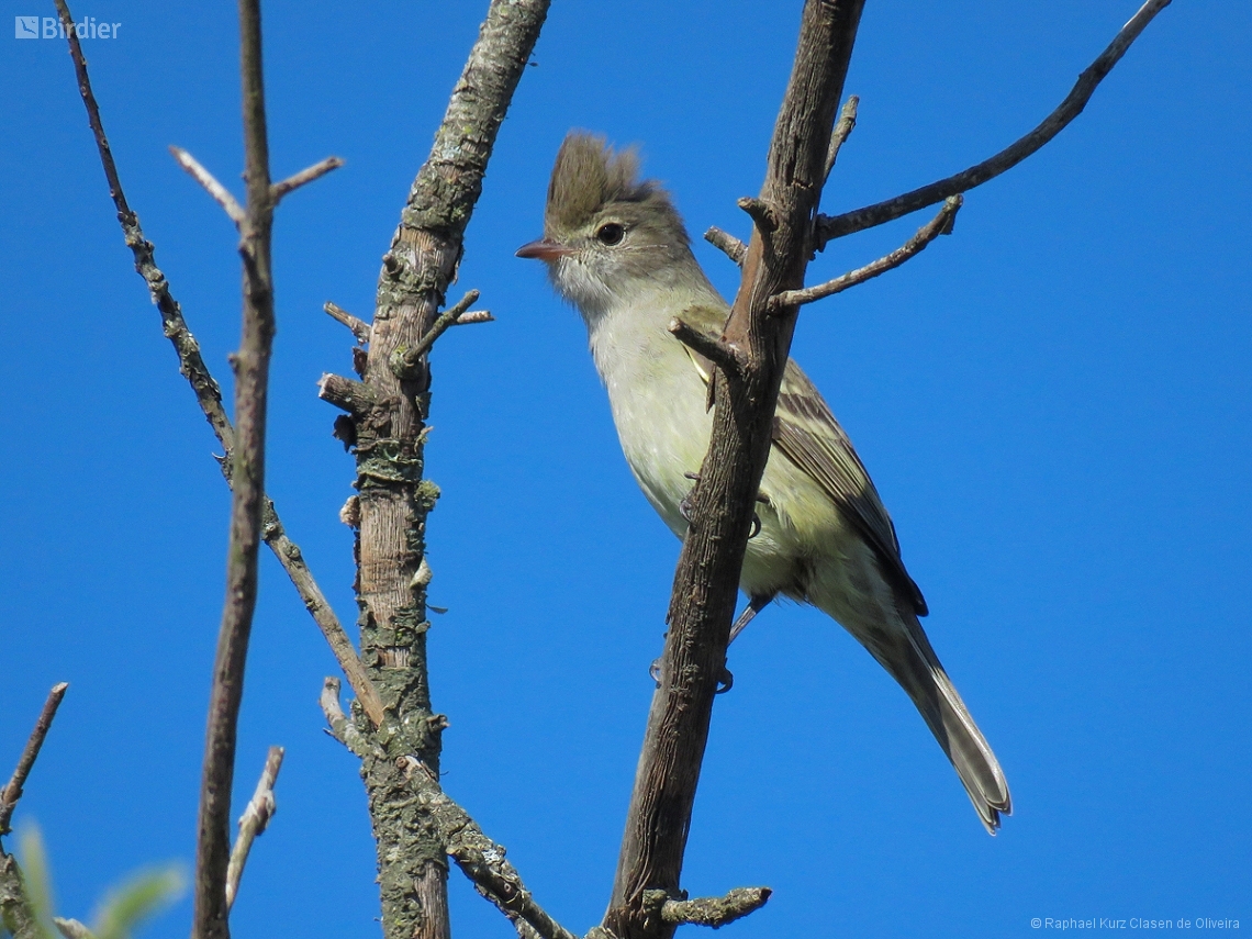 Elaenia flavogaster