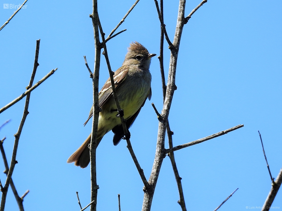 Elaenia flavogaster