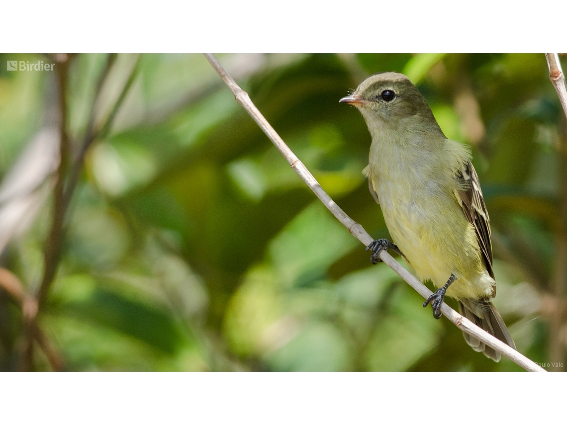 Elaenia mesoleuca