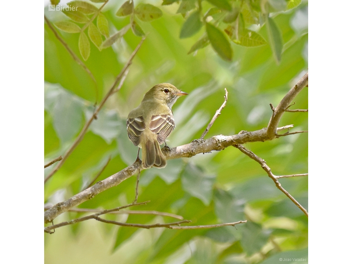Elaenia mesoleuca