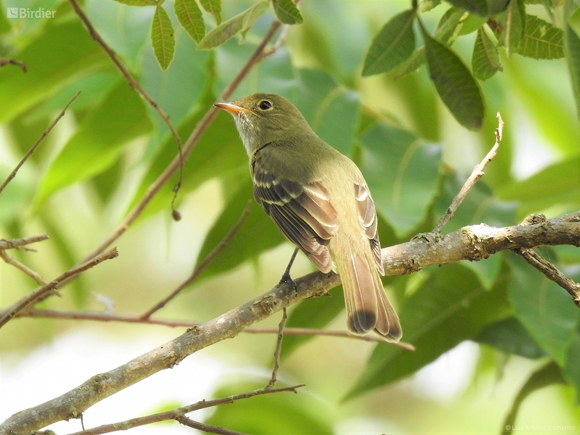 Elaenia mesoleuca