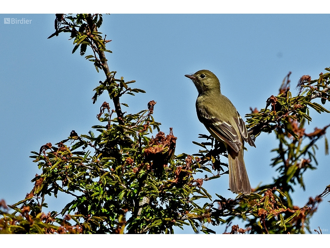 Elaenia obscura