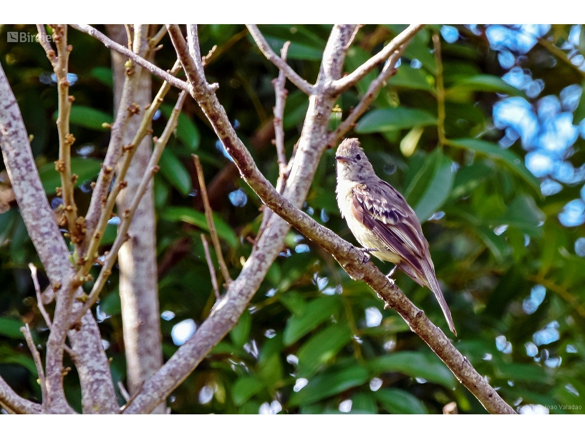 Elaenia obscura