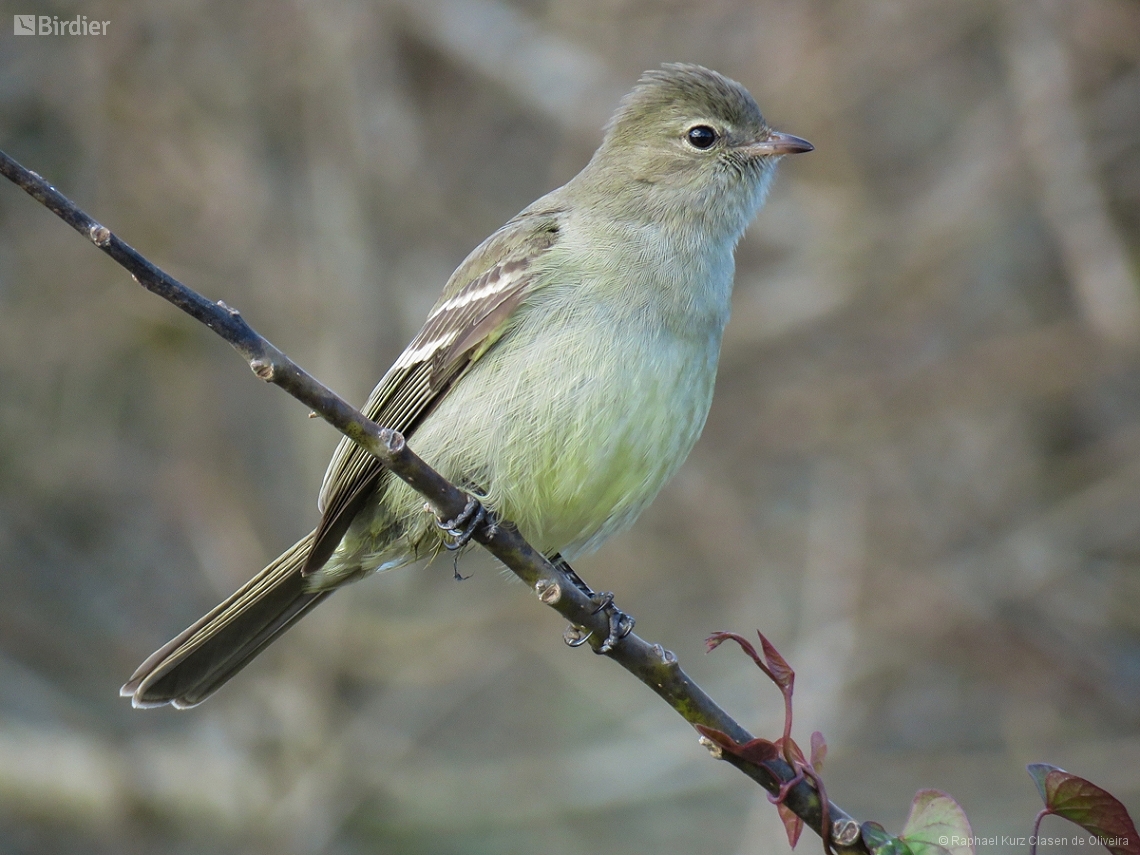 Elaenia obscura