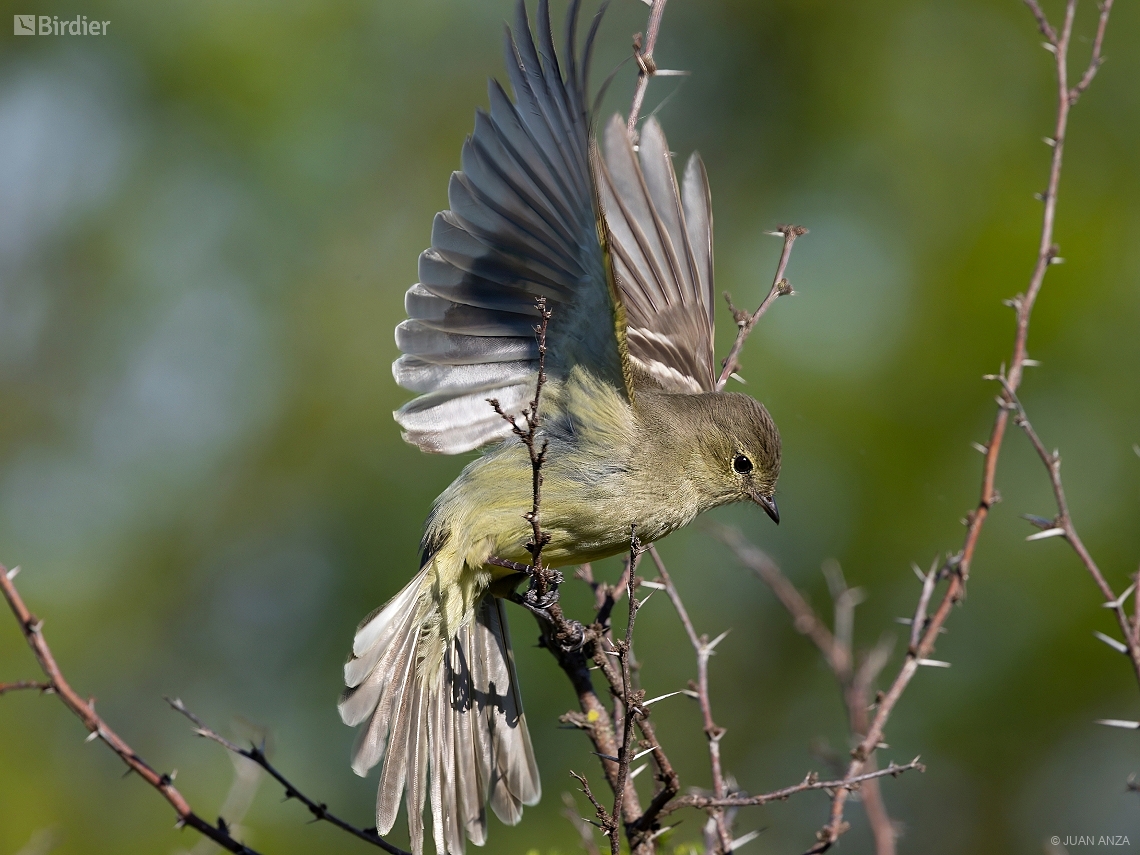 Elaenia obscura