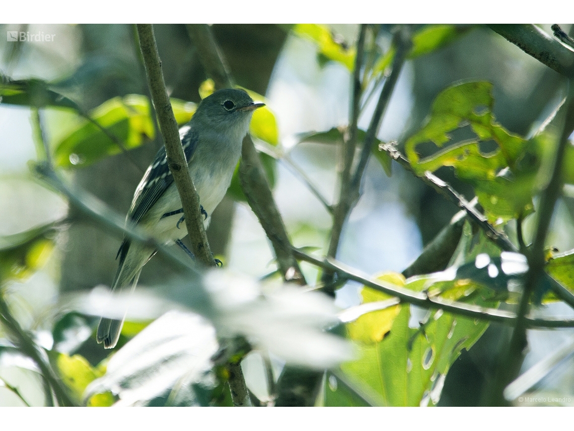 Elaenia parvirostris