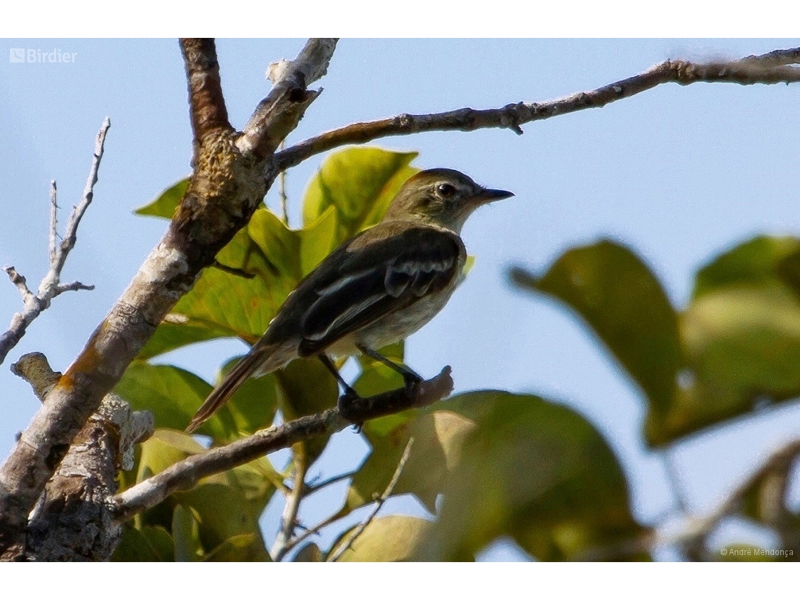 Elaenia ruficeps