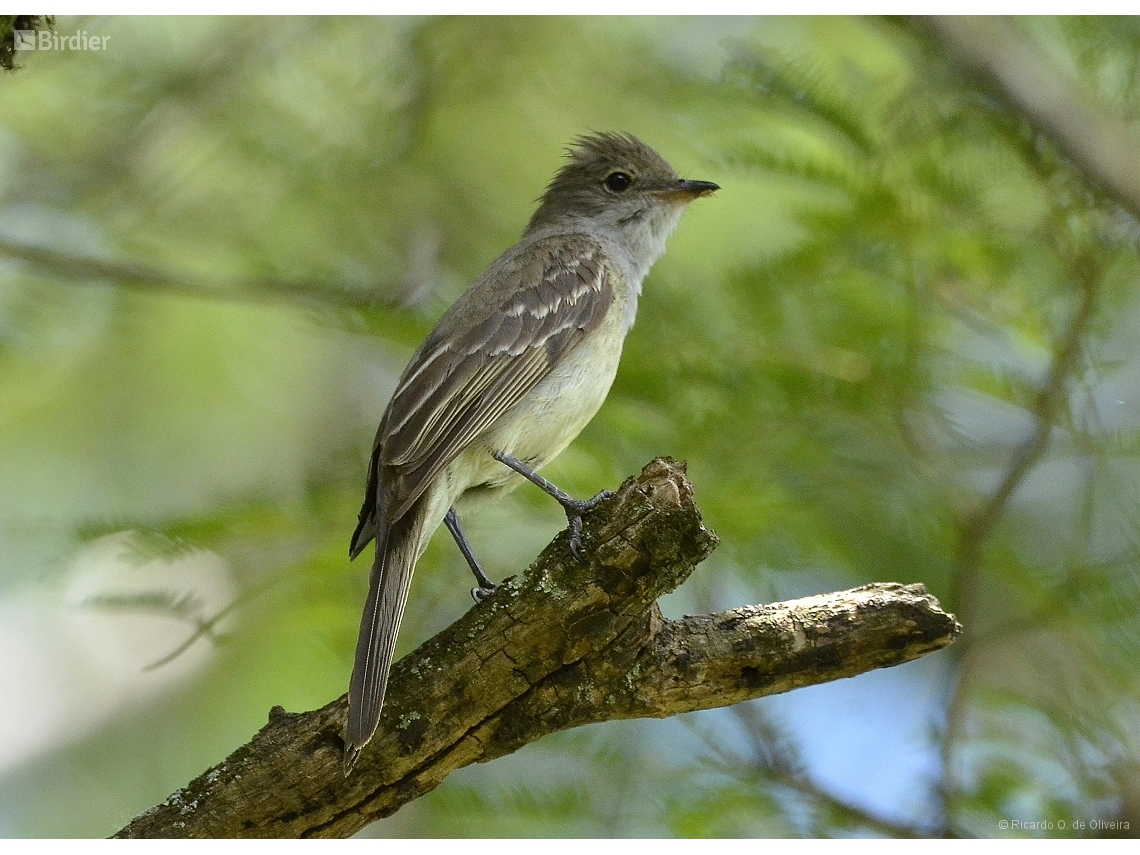 Elaenia spectabilis