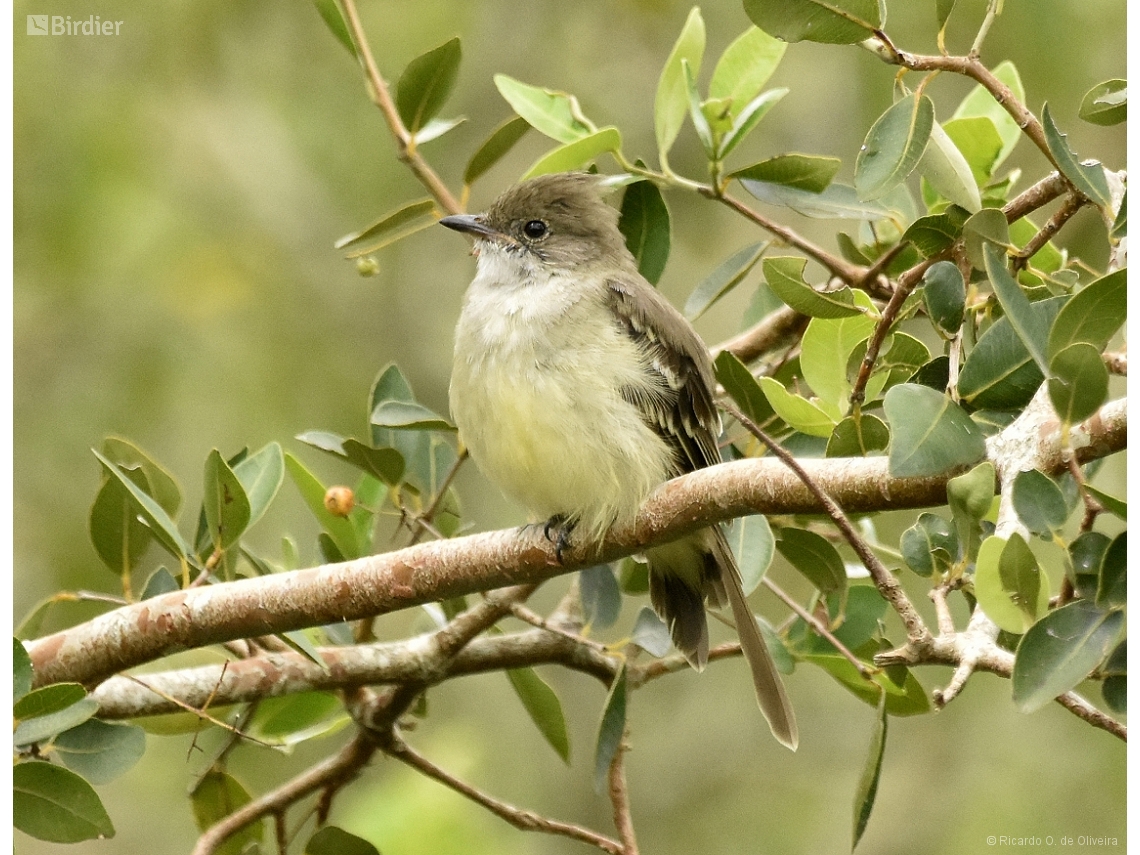Elaenia spectabilis