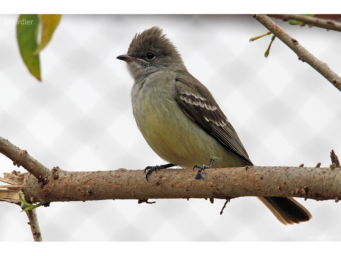 Elaenia spectabilis