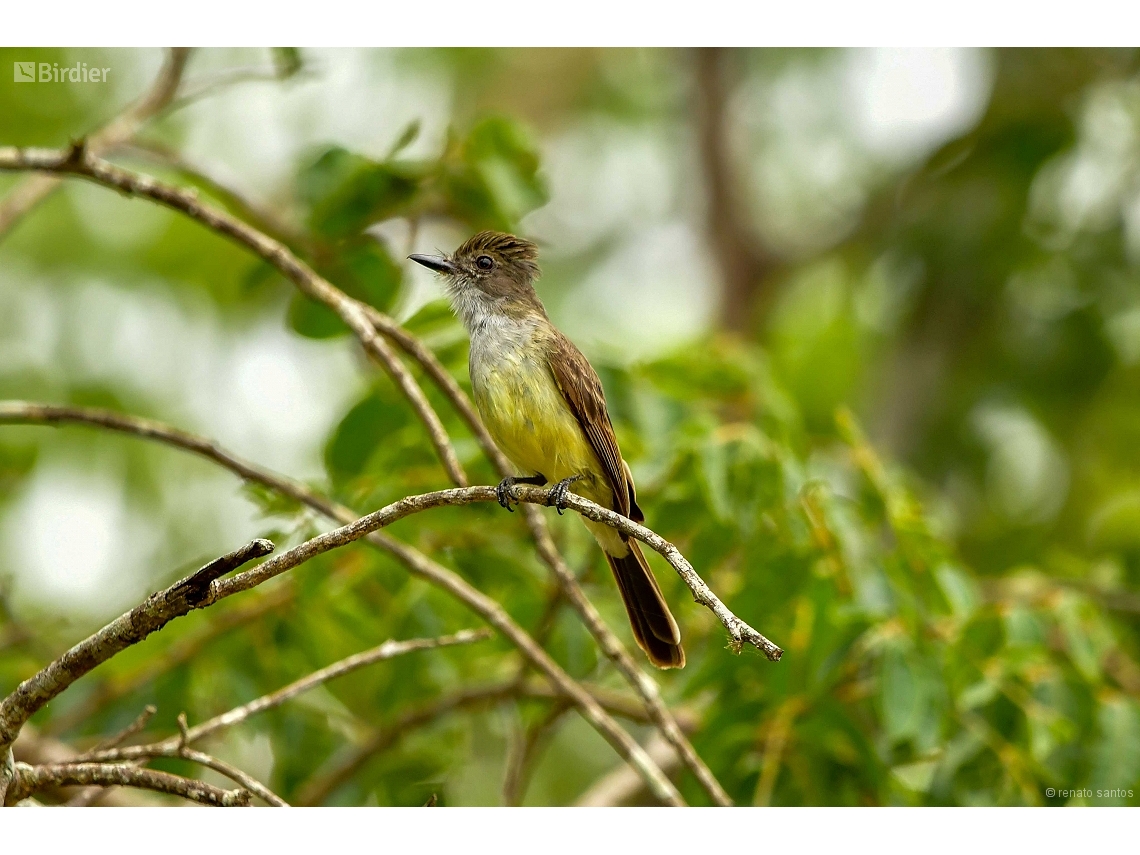 Elaenia spectabilis