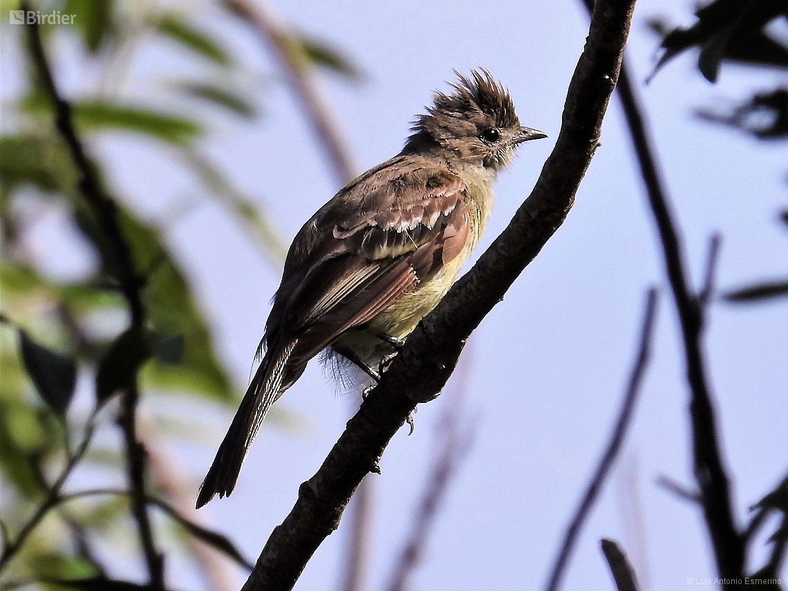 Elaenia spectabilis