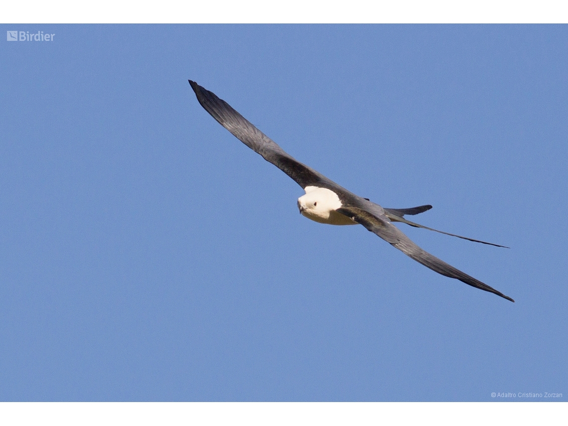 Elanoides forficatus