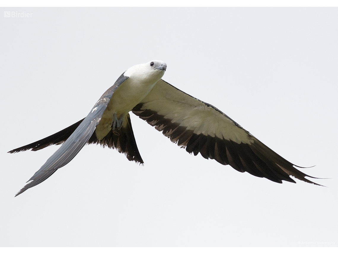 Elanoides forficatus