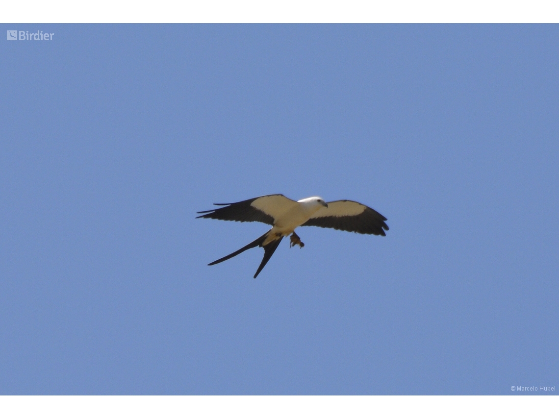 Elanoides forficatus