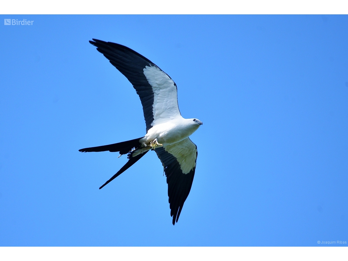 Elanoides forficatus