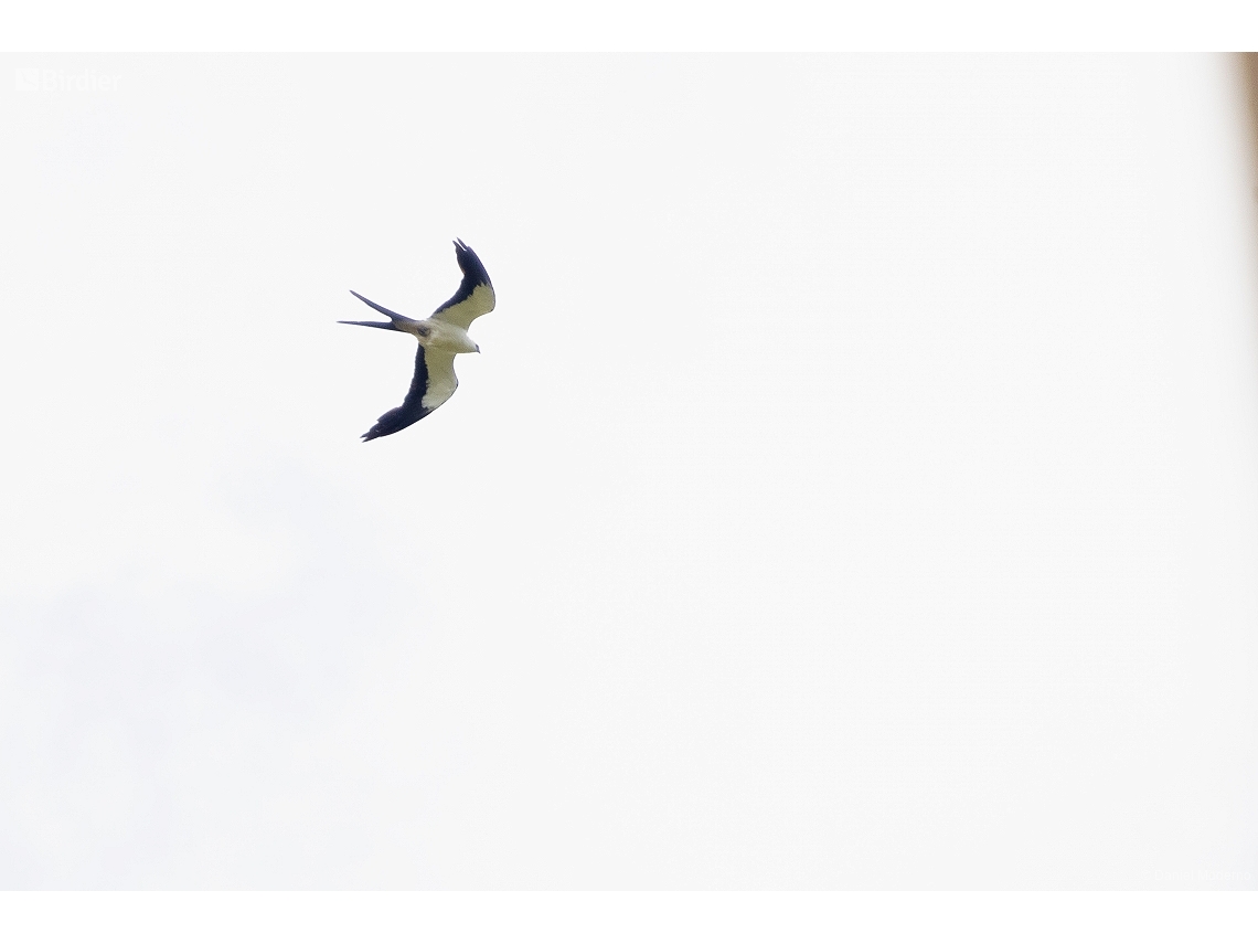 Elanoides forficatus