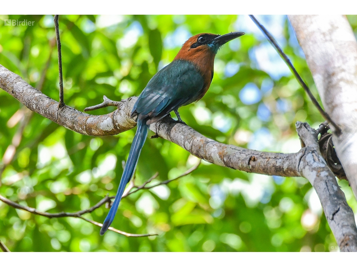 Electron platyrhynchum