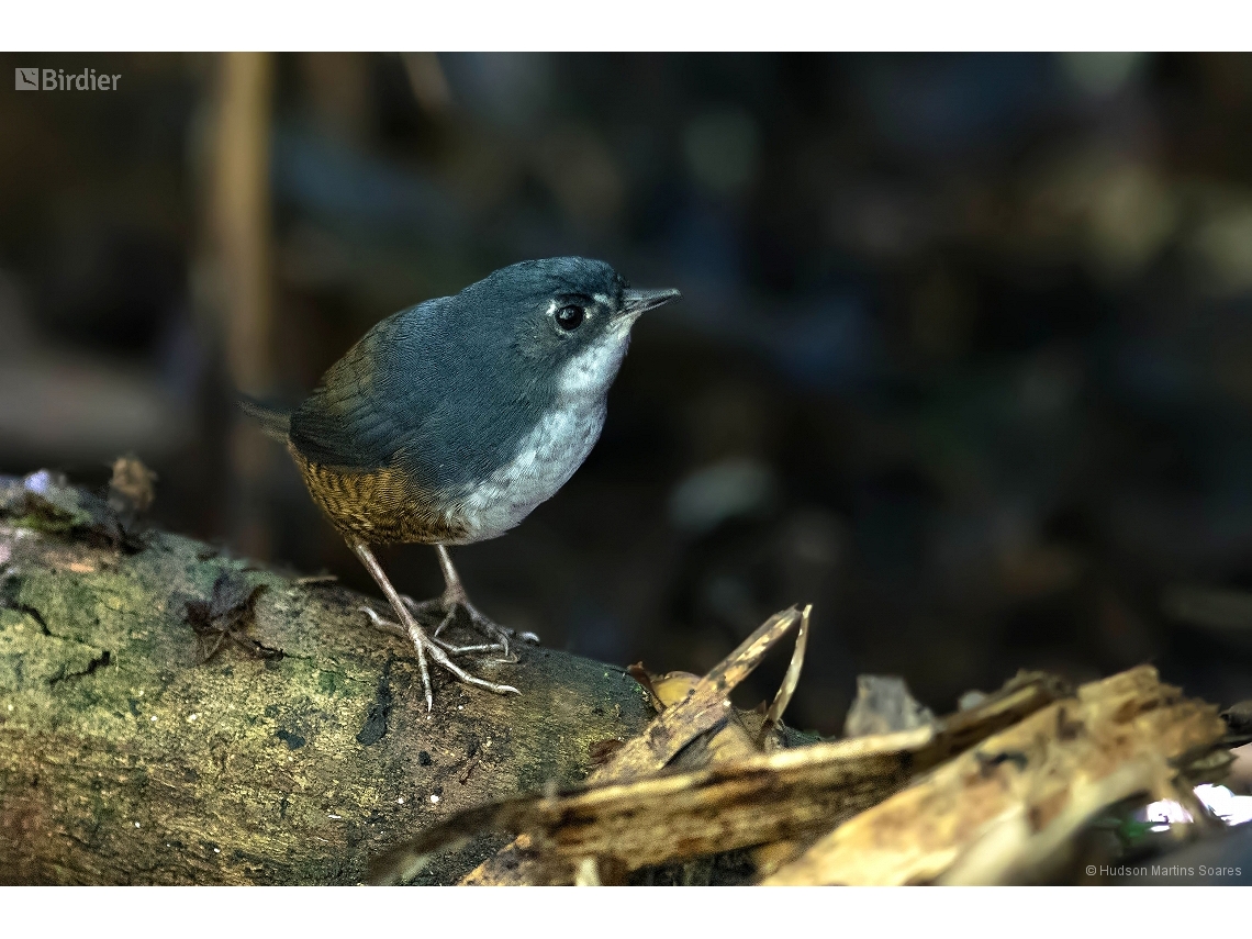Eleoscytalopus indigoticus