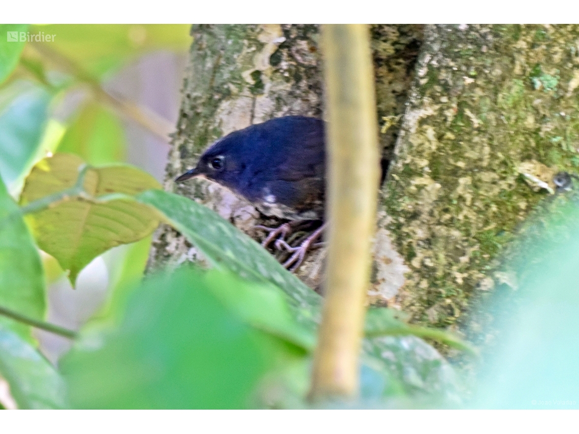 Eleoscytalopus indigoticus